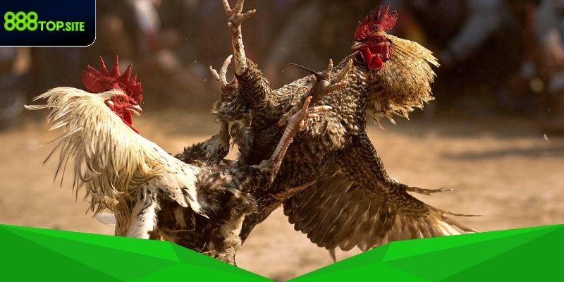 Giao diện đặt cược chọi gà trực quan, hiện đại