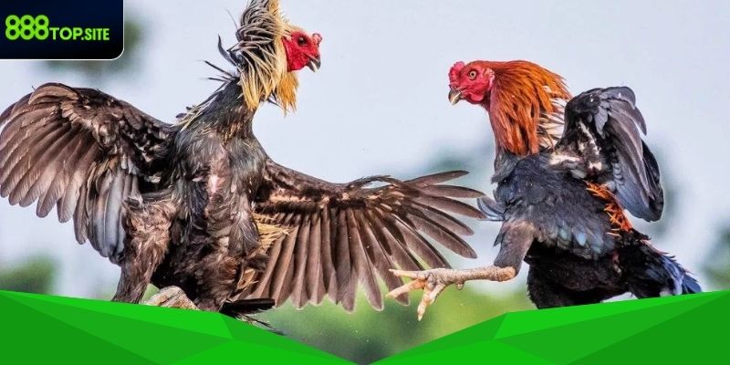 Giới thiệu về đá gà 888Top